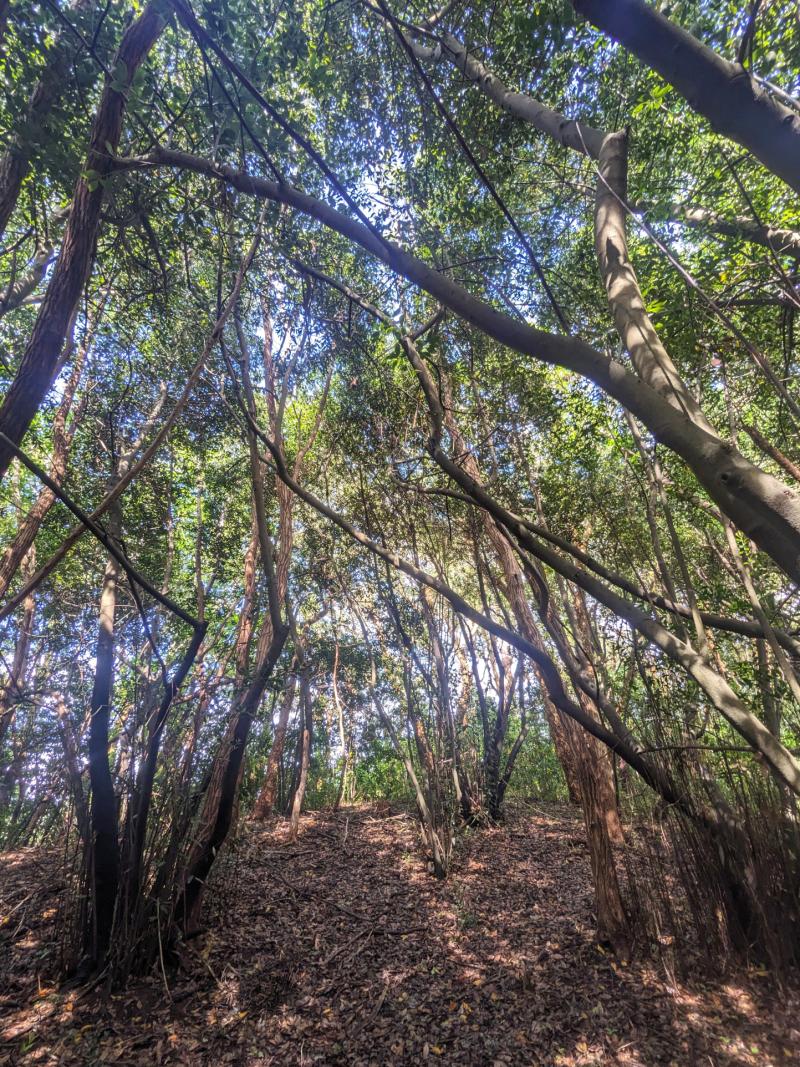 Terrain  pièces Tarnos disponible à la Vente